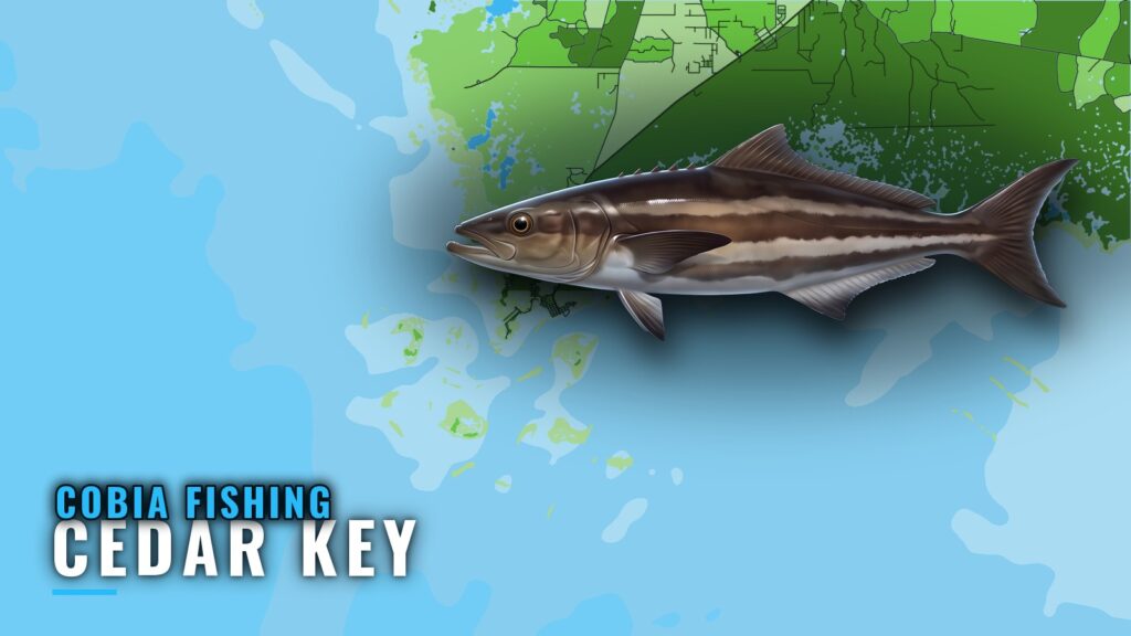 Cobia Fishing Out of Cedar Key: Season, Reefs and Runs