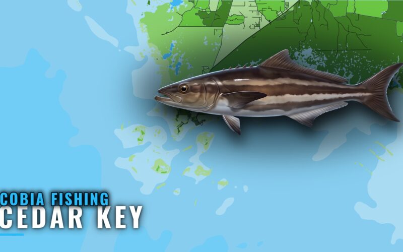 Cobia Fishing Out of Cedar Key: Season, Reefs and Runs