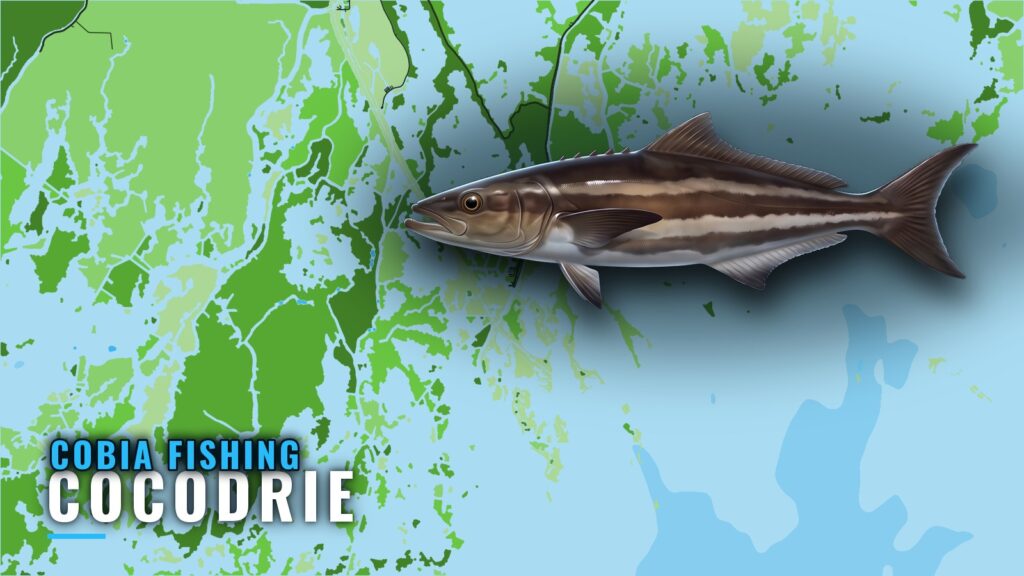 Cobia Fishing Out of Cocodrie: Rigs, Reefs and Depths