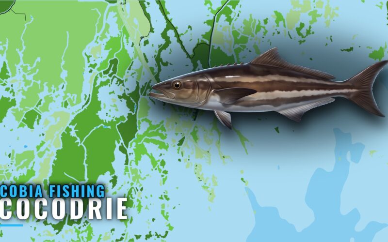 Cobia Fishing Out of Cocodrie: Rigs, Reefs and Depths