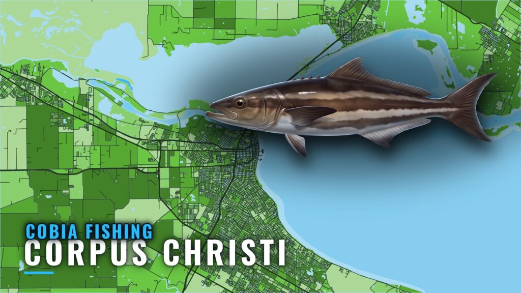 Cobia Fishing Out of Corpus Christi: Reefs, Rigs and Season