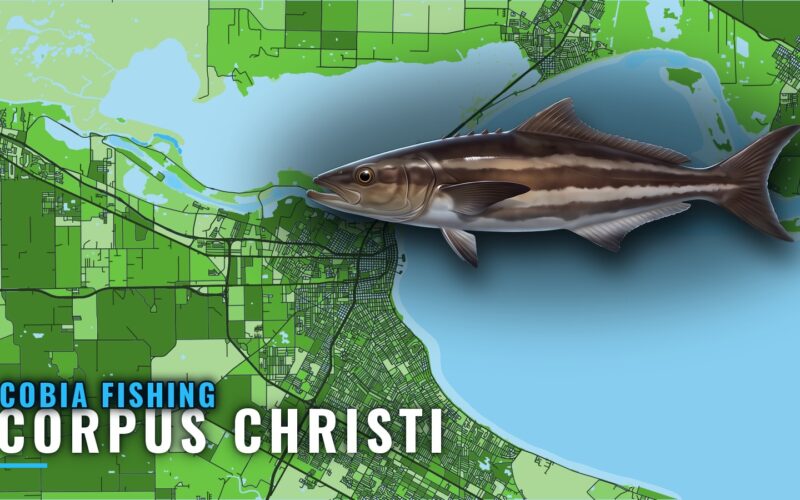 Cobia Fishing Out of Corpus Christi: Reefs, Rigs and Season