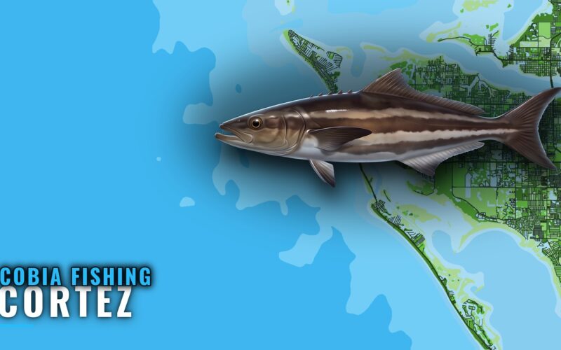 Cobia Fishing out of Cortez: Reefs, Depths and Bearings