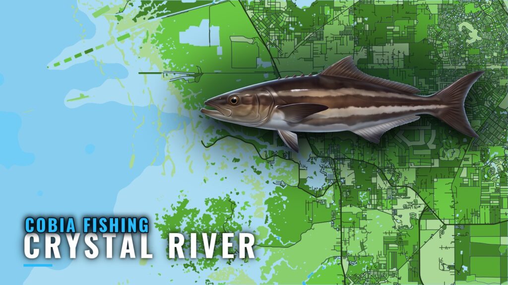 Cobia Fishing Out of Crystal River: Reefs, Season, Charters
