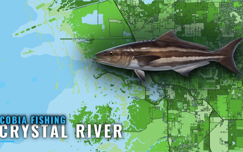 Cobia Fishing Out of Crystal River: Reefs, Season, Charters