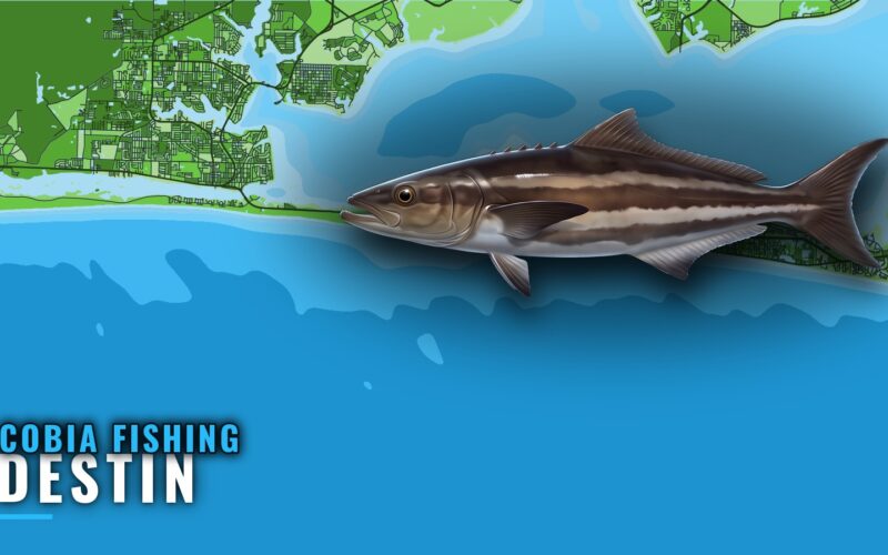 Cobia Fishing Out of Destin: Season, Wrecks and Bearings