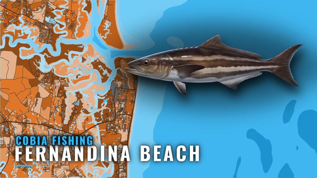 Cobia Fishing Out of Fernandina Beach: Season and Reefs