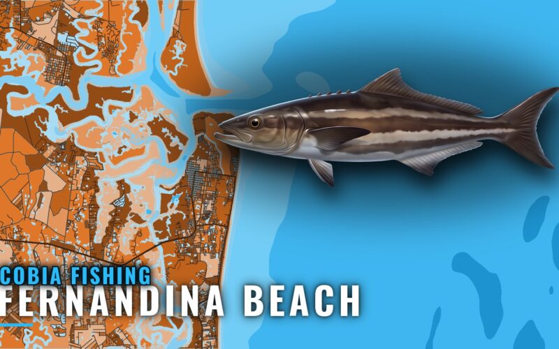 Cobia Fishing Out of Fernandina Beach: Season and Reefs