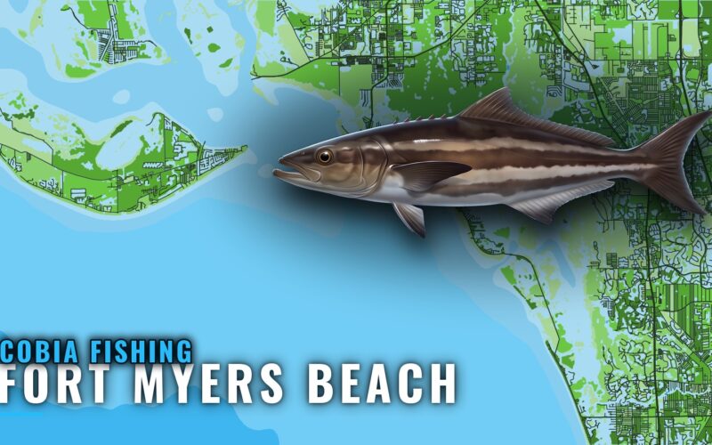 Cobia Fishing Out of Fort Myers Beach: Season, Reefs, Runs