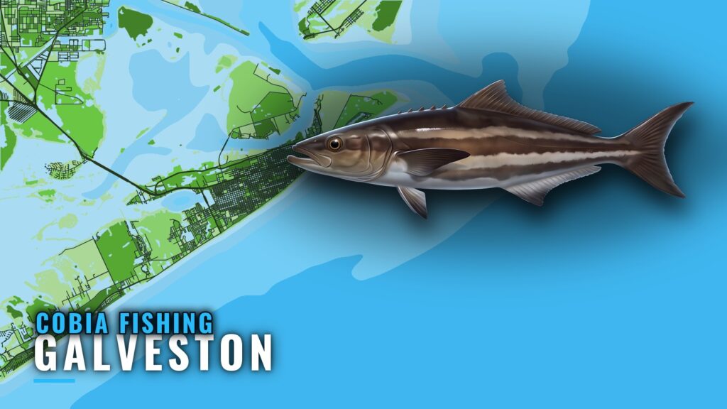 Cobia Fishing Out of Galveston: Runs, Rigs and Reefs
