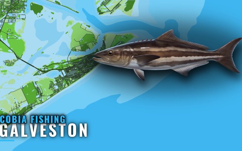 Cobia Fishing Out of Galveston: Runs, Rigs and Reefs