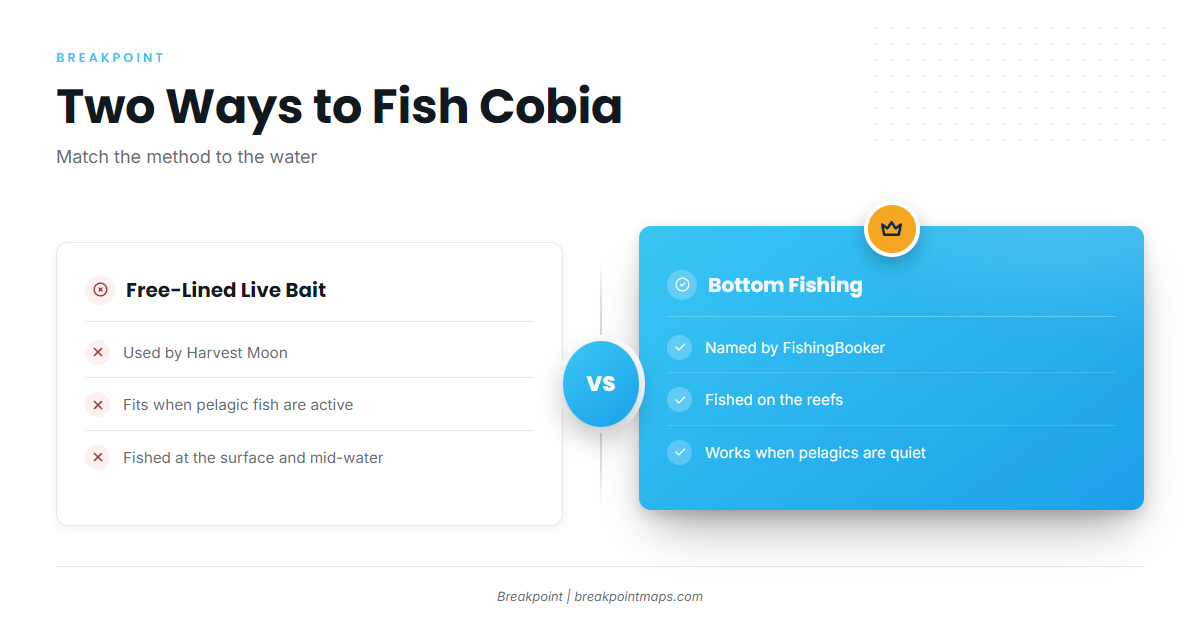 How cobia are fished here