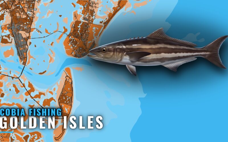 Cobia Fishing Out of Golden Isles: Reefs, Runs, Season