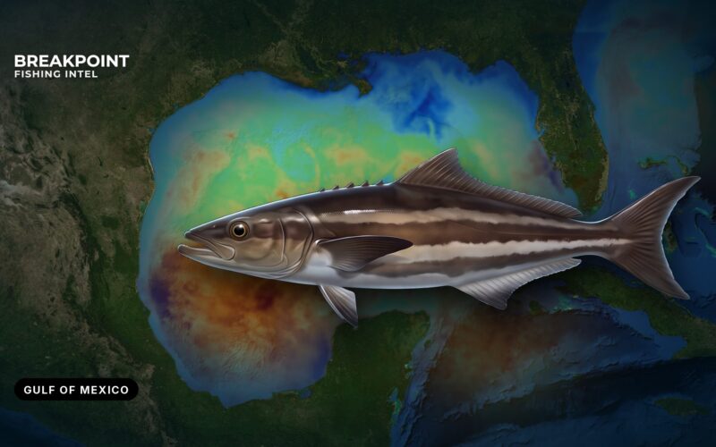 Cobia Fishing in the Gulf of Mexico: Run, Rigs and Rules