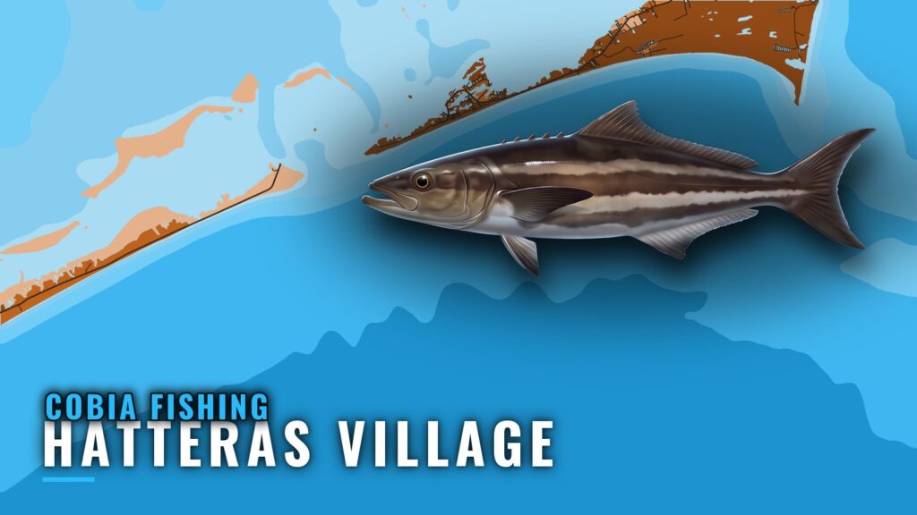 Cobia Fishing out of Hatteras Village: Season and Spots