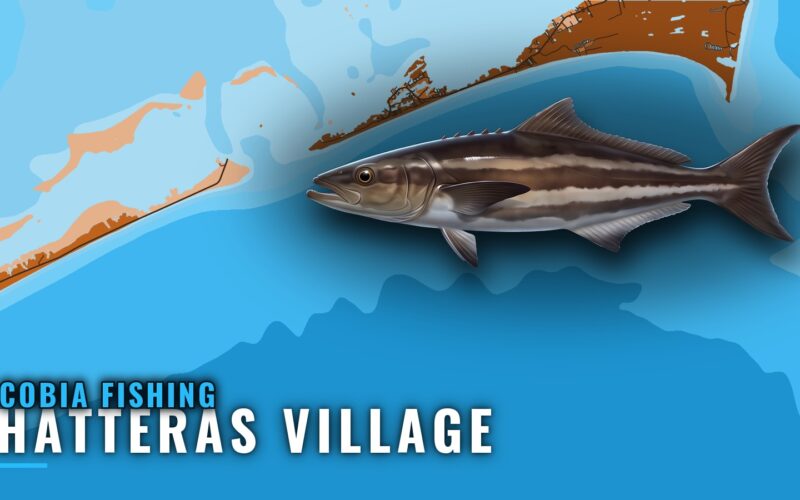 Cobia Fishing out of Hatteras Village: Season and Spots