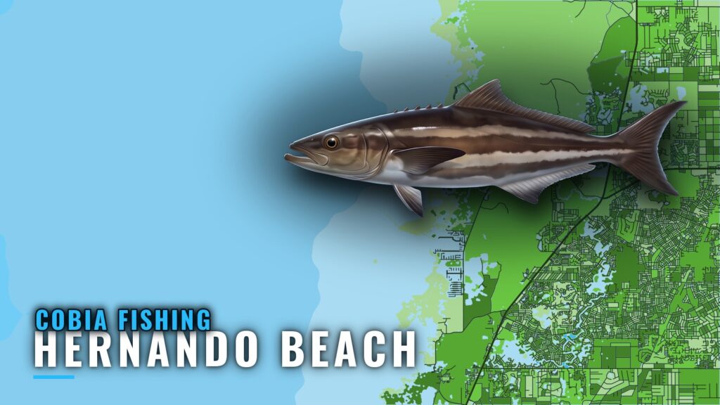 Cobia Fishing out of Hernando Beach: Reefs, Flats, Methods