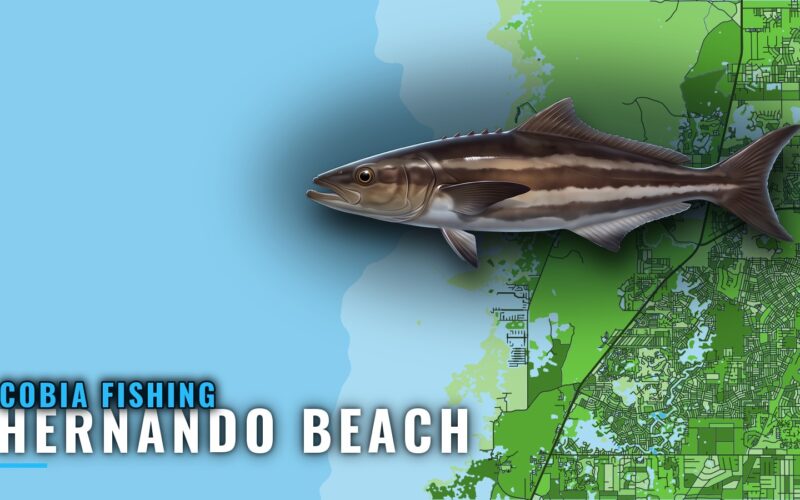Cobia Fishing out of Hernando Beach: Reefs, Flats, Methods