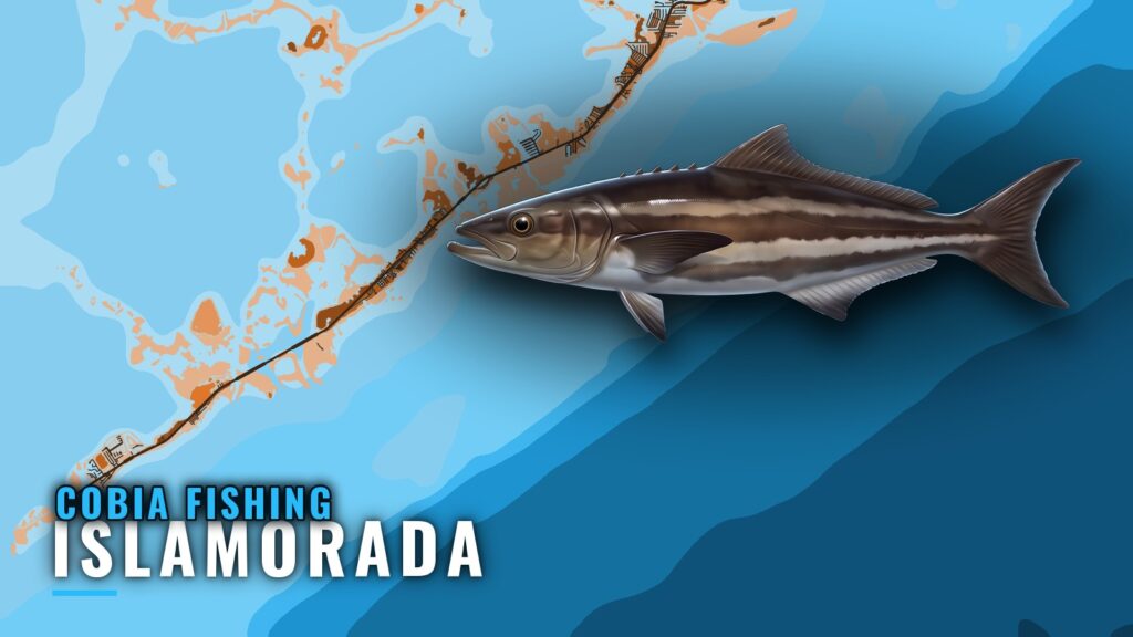 Cobia Fishing Out of Islamorada: Grounds, Depths, Runs