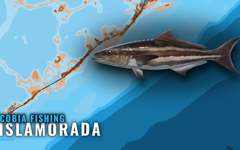 Cobia Fishing Out of Islamorada: Grounds, Depths, Runs