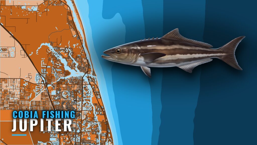 Cobia Fishing Out of Jupiter: Grounds, Depths and Methods