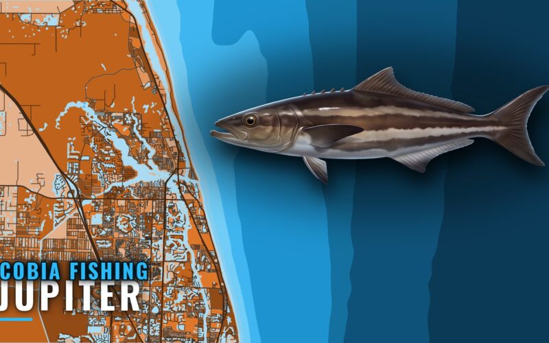 Cobia Fishing Out of Jupiter: Grounds, Depths and Methods