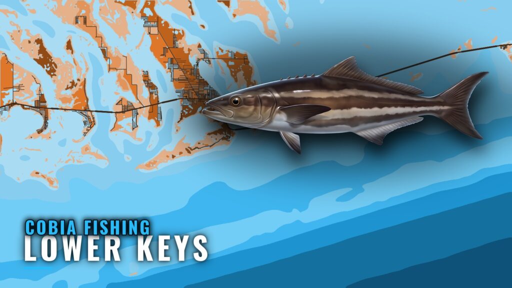 Cobia Fishing Out of the Lower Keys: Grounds and Methods