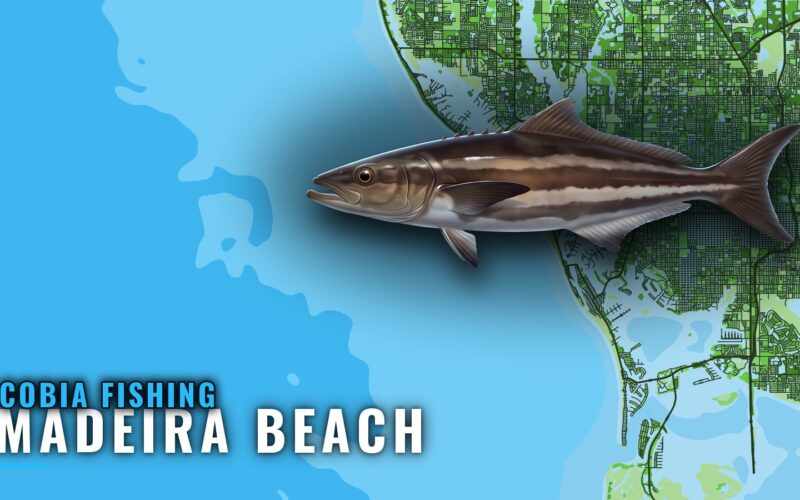 Cobia Fishing out of Madeira Beach: Reefs, Baits, Boats