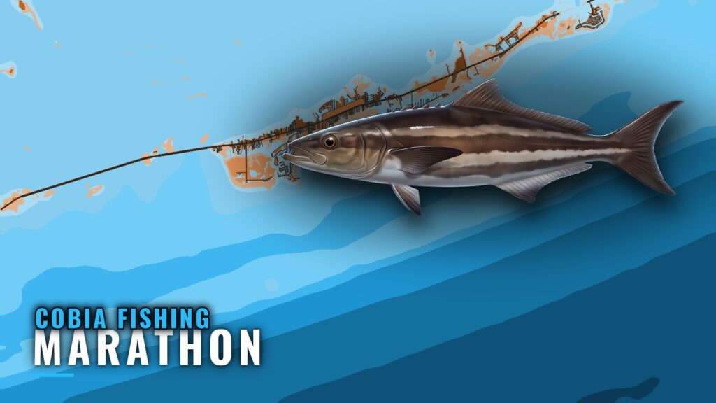 Cobia Fishing Out of Marathon: Season, Depths and Spots