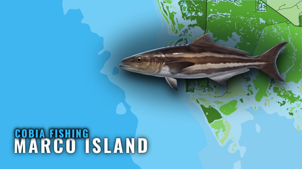 Cobia Fishing Out of Marco Island: Season, Depth, Structure