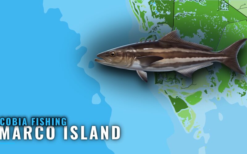 Cobia Fishing Out of Marco Island: Season, Depth, Structure