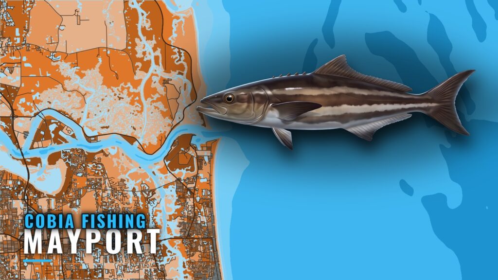 Cobia Fishing Out of Mayport: Reefs, Runs and Numbers