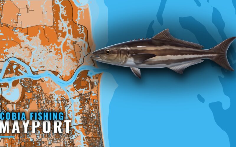 Cobia Fishing Out of Mayport: Reefs, Runs and Numbers