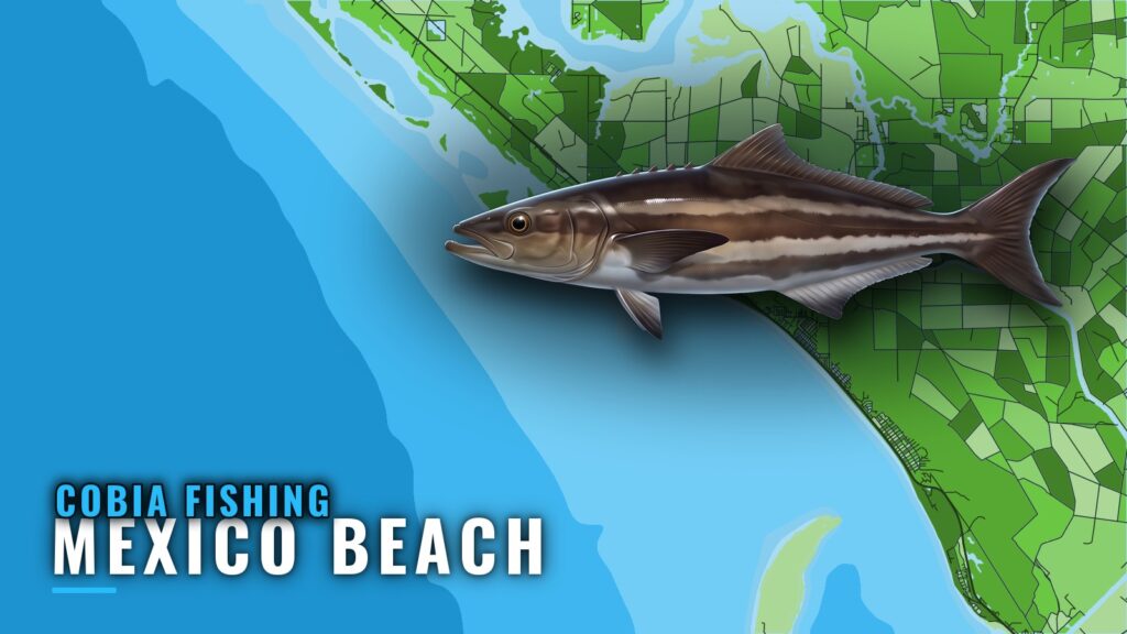 Cobia Fishing out of Mexico Beach: Season, Reefs, Methods