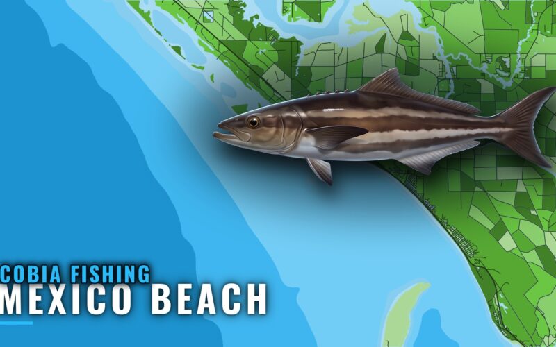 Cobia Fishing out of Mexico Beach: Season, Reefs, Methods