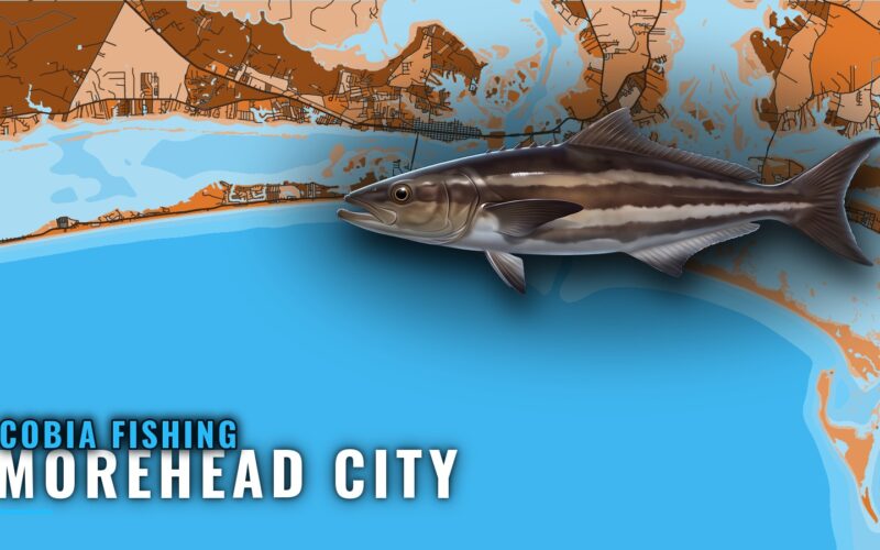 Cobia Fishing Out of Morehead City: Reefs, Wrecks, Runs