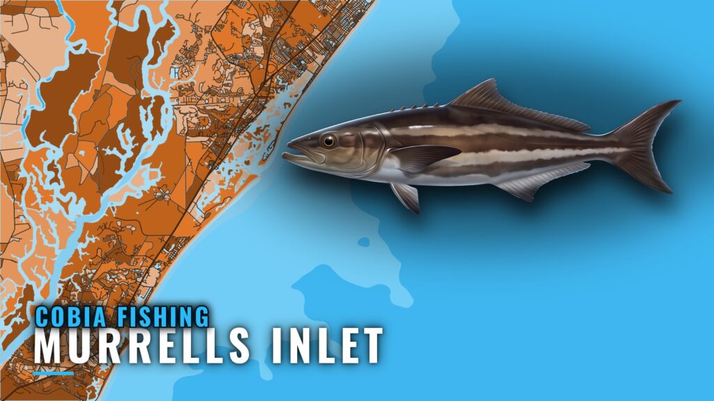 Cobia Fishing Out of Murrells Inlet: Reefs, Runs, Season