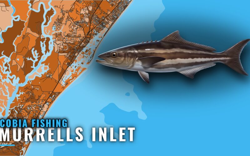 Cobia Fishing Out of Murrells Inlet: Reefs, Runs, Season