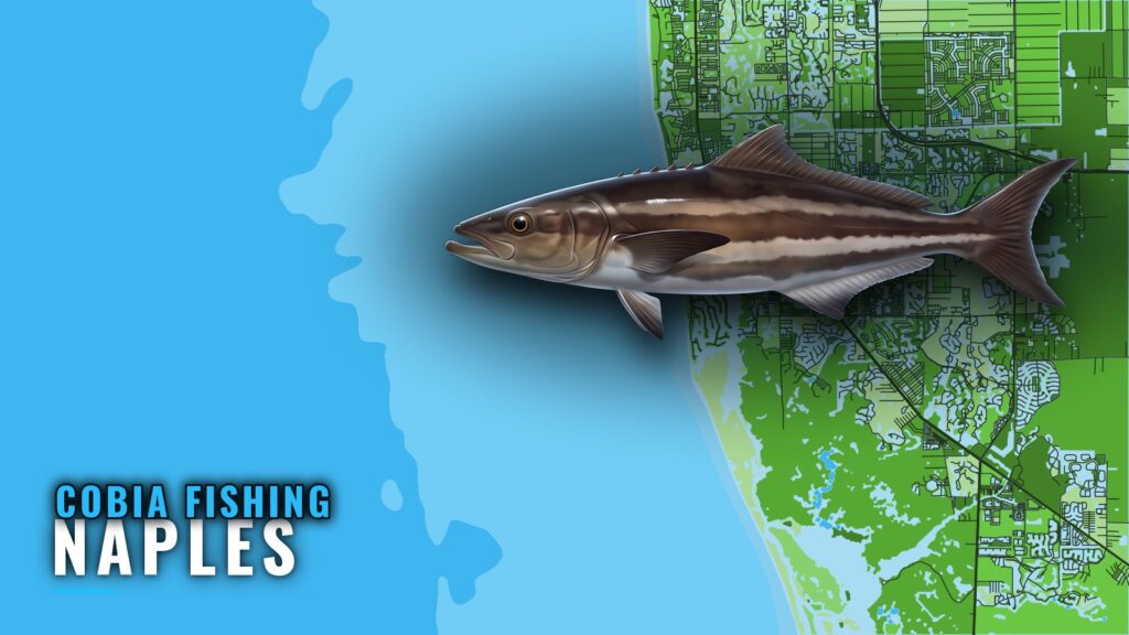 Cobia Fishing Out of Naples: Wrecks, Runs and Season