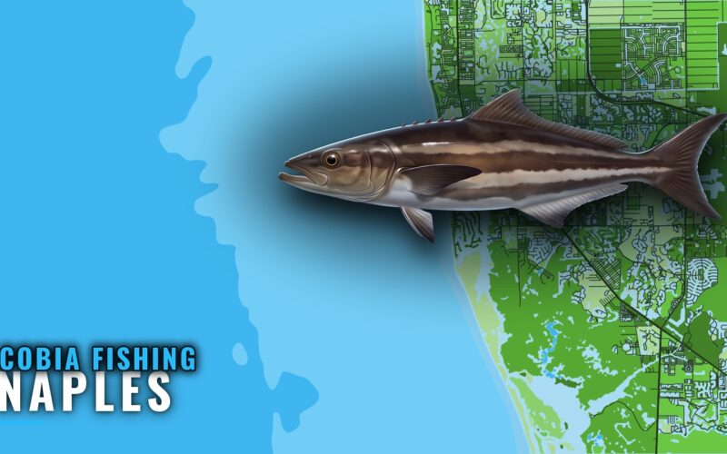 Cobia Fishing Out of Naples: Wrecks, Runs and Season