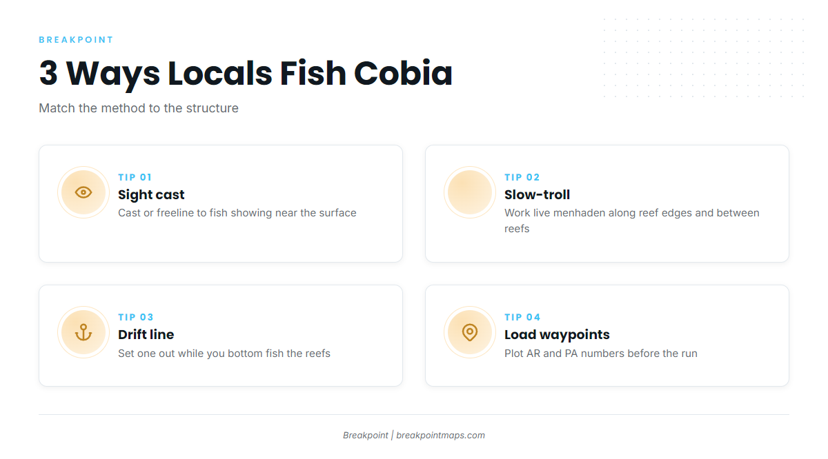 How cobia are fished here