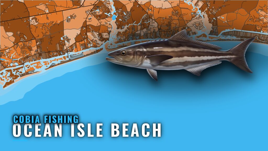 Cobia Fishing Out of Ocean Isle Beach: Reefs and Runs