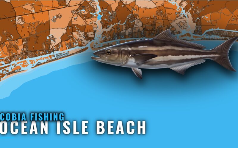 Cobia Fishing Out of Ocean Isle Beach: Reefs and Runs