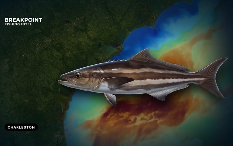 Cobia Fishing off Charleston: Buoys, Jetties and Reefs