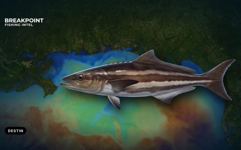 Cobia Fishing off Destin: Ramps, Reefs and Rules