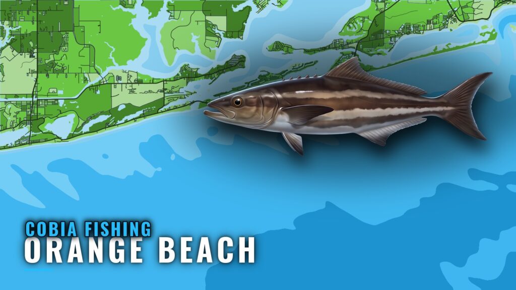 Cobia Fishing Out of Orange Beach: Reefs, Wrecks and Runs
