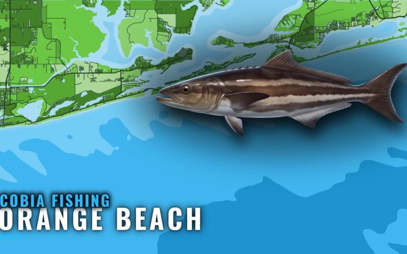 Cobia Fishing Out of Orange Beach: Reefs, Wrecks and Runs