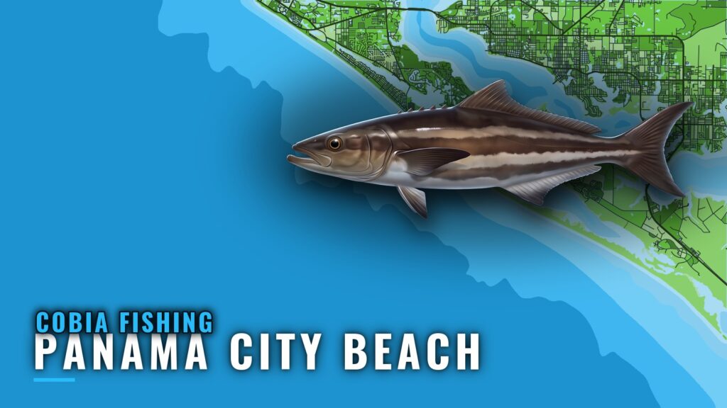 Cobia Fishing Out of Panama City Beach: Reefs and Wrecks