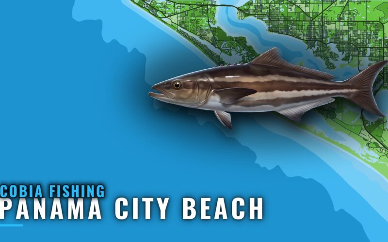 Cobia Fishing Out of Panama City Beach: Reefs and Wrecks