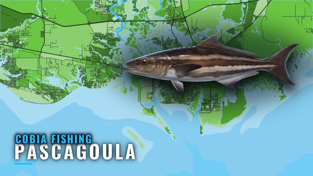 Cobia Fishing Out of Pascagoula: Reefs, Wrecks and Runs